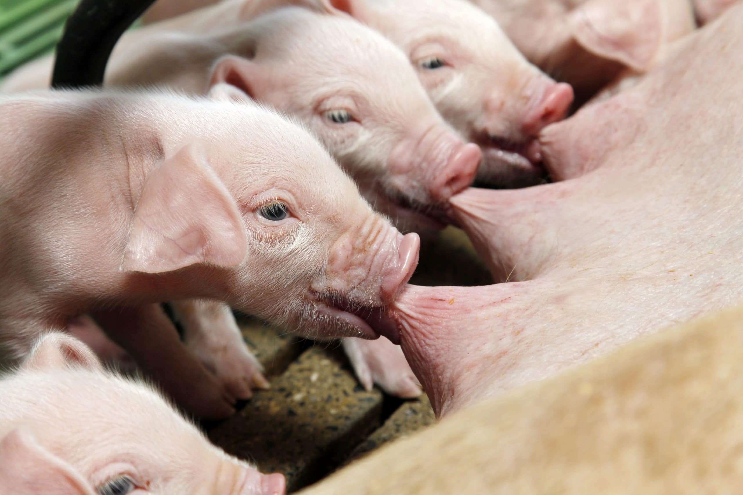 Hygienekonzepte Ferkel in der Sauenhaltung Tierhaltung Schwein